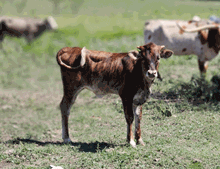 2022 HUBBELLS APOLLO SPECIAL HEIFER CALF