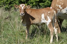 Eye Candy 2022 Romans Heifer