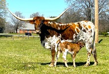 Duke X JRS Bootleggers Legacy heifer