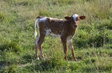Sutherland Clout 2022 Romans Heifer