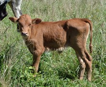 Shesa Doll 2022 Romans Heifer