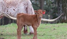 Heifer calf Fifty-Fifty BCB x Diamond Bl 