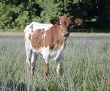 Romans × 007 Catchit Heifer