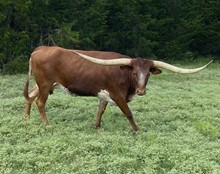 RBR Bambi