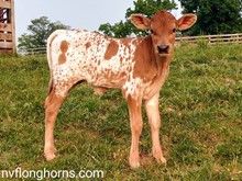 HEIFER