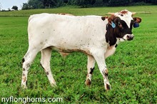 BULL