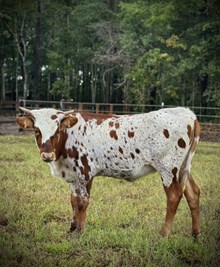 TP Million Dollar Gal