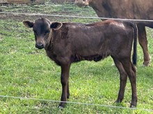 Duke X Rivera heifer