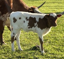 DukeX Sitting Legacy heifer