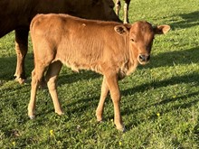 Duke x Temble heifer